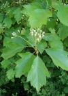 Einzelbild 1 Elsbeerbaum - Sorbus torminalis