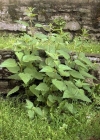Einzelbild 2 Grosse Brennnessel - Urtica dioica