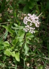 Einzelbild 3 Dreiblatt-Baldrian - Valeriana tripteris