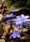 Einzelbild 1 Leberblümchen - Hepatica nobilis