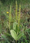 Einzelbild 1 Grosses Zweiblatt - Listera ovata