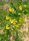 Einzelbild 2 Strauchwicke - Hippocrepis emerus