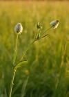 Einzelbild 2 Berg-Klee - Trifolium montanum