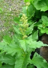 Einzelbild 1 Guter Heinrich - Chenopodium bonus-henricus