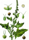Einzelbild 2 Guter Heinrich - Chenopodium bonus-henricus