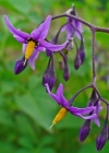 Einzelbild 1 Bittersüsser Nachtschatten - Solanum dulcamara