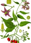 Einzelbild 2 Bittersüsser Nachtschatten - Solanum dulcamara