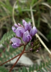 Einzelbild 2 Berg-Spitzkiel - Oxytropis jacquinii