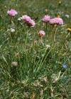 Einzelbild 1 Alpen-Grasnelke - Armeria alpina subsp. alpina