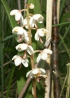 Einzelbild 1 Rundblättriges Wintergrün - Pyrola rotundifolia