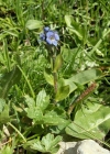 Einzelbild 1 Alpen-Ehrenpreis - Veronica alpina