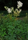 Einzelbild 2 Moor-Geissbart - Filipendula ulmaria