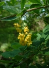 Einzelbild 3 Gemeine Berberitze - Berberis vulgaris
