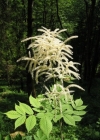 Einzelbild 1 Wald-Geissbart - Aruncus dioicus