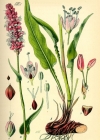 Einzelbild 2 Schlangen-Knöterich - Polygonum bistorta