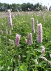 Einzelbild 3 Schlangen-Knöterich - Polygonum bistorta