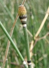 Einzelbild 1 Winter-Schachtelhalm - Equisetum hyemale