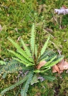 Einzelbild 1 Rippenfarn - Blechnum spicant