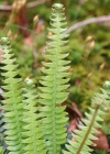 Einzelbild 2 Rippenfarn - Blechnum spicant