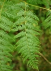 Einzelbild 2 Adlerfarn - Pteridium aquilinum