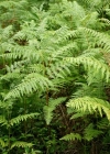 Einzelbild 1 Adlerfarn - Pteridium aquilinum