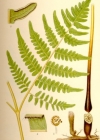 Einzelbild 3 Adlerfarn - Pteridium aquilinum