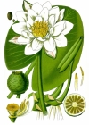 Einzelbild 2 Weisse Seerose - Nymphaea alba