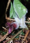 Einzelbild 1 Europäische Haselwurz - Asarum europaeum