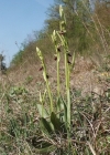 Einzelbild 2 Fliegen-Ragwurz - Ophrys insectifera