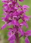 Einzelbild 2 Männliches Knabenkraut - Orchis mascula