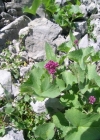 Einzelbild 2 Kahler Alpendost - Adenostyles alpina