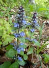 Einzelbild 3 Kriechender Günsel - Ajuga reptans