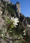 Einzelbild 1 Felsenmispel - Amelanchier ovalis