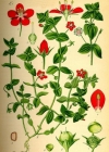 Einzelbild 2 Acker-Gauchheil - Anagallis arvensis