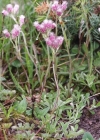 Einzelbild 2 Gemeines Katzenpfötchen - Antennaria dioica