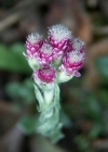 Einzelbild 1 Gemeines Katzenpfötchen - Antennaria dioica