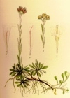 Einzelbild 3 Gemeines Katzenpfötchen - Antennaria dioica
