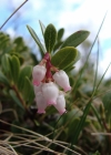 Einzelbild 1 Immergrüne Bärentraube - Arctostaphylos uva-ursi