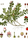 Einzelbild 2 Immergrüne Bärentraube - Arctostaphylos uva-ursi