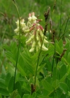 Einzelbild 1 Gletscherlinse - Astragalus frigidus