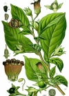 Einzelbild 2 Tollkirsche - Atropa bella-donna