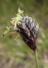 Einzelbild 3 Kalk-Blaugras - Sesleria caerulea