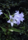 Einzelbild 2 Nesselblättrige Glockenblume - Campanula trachelium