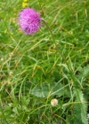 Einzelbild 2 Berg-Distel - Carduus defloratus