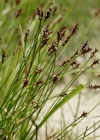 Einzelbild 1 Davalls Segge - Carex davalliana