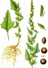 Einzelbild 5 Weisser Gänsefuss - Chenopodium album