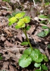 Einzelbild 1 Wechselblättriges Milzkraut - Chrysosplenium alternifolium