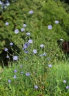 Einzelbild 2 Wegwarte - Cichorium intybus