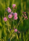 Einzelbild 2 Acker-Kratzdistel - Cirsium arvense