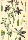 Einzelbild 2 Acker-Rittersporn - Consolida regalis